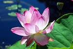 Lotus flower 02 - s